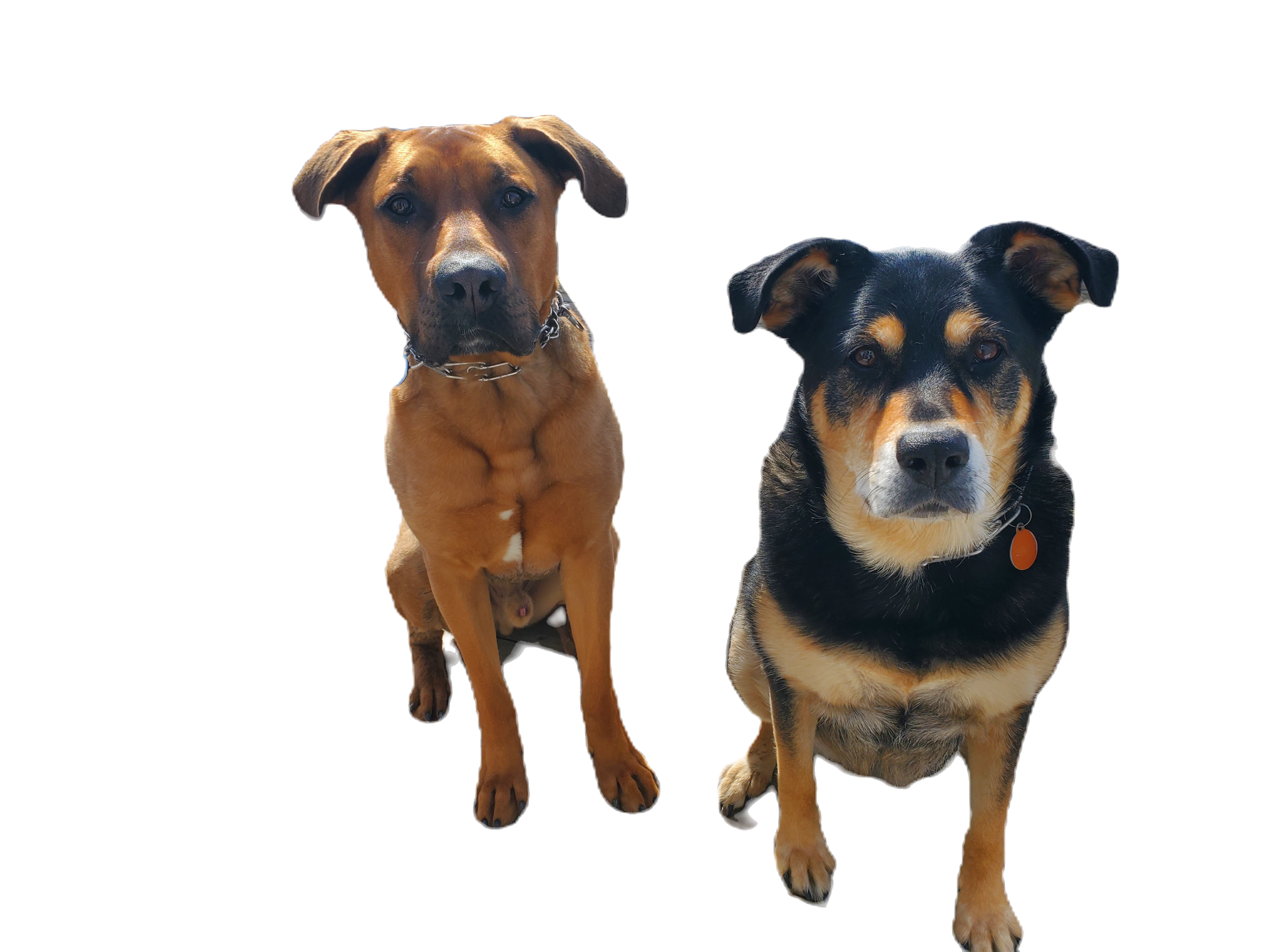My dogs Cosmo on the left and Millie on the right