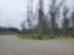 Holyrood dog park