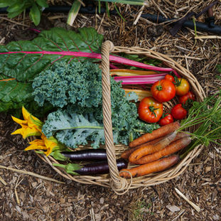 Basket of organic vegetables grown in Adelaide South Australia