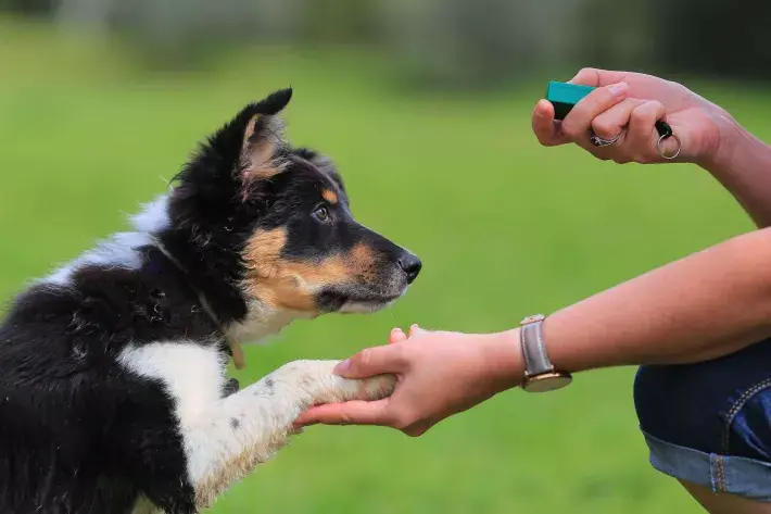 Puppy with paw in trainer's hand, trainer holding clicker in other hand