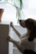 Dog looking at potted plant with paw on pedestal