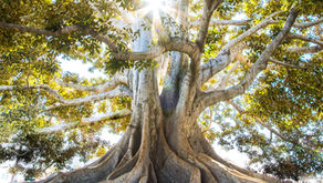 Why Family Wealth Depends on Emotional Agility ?