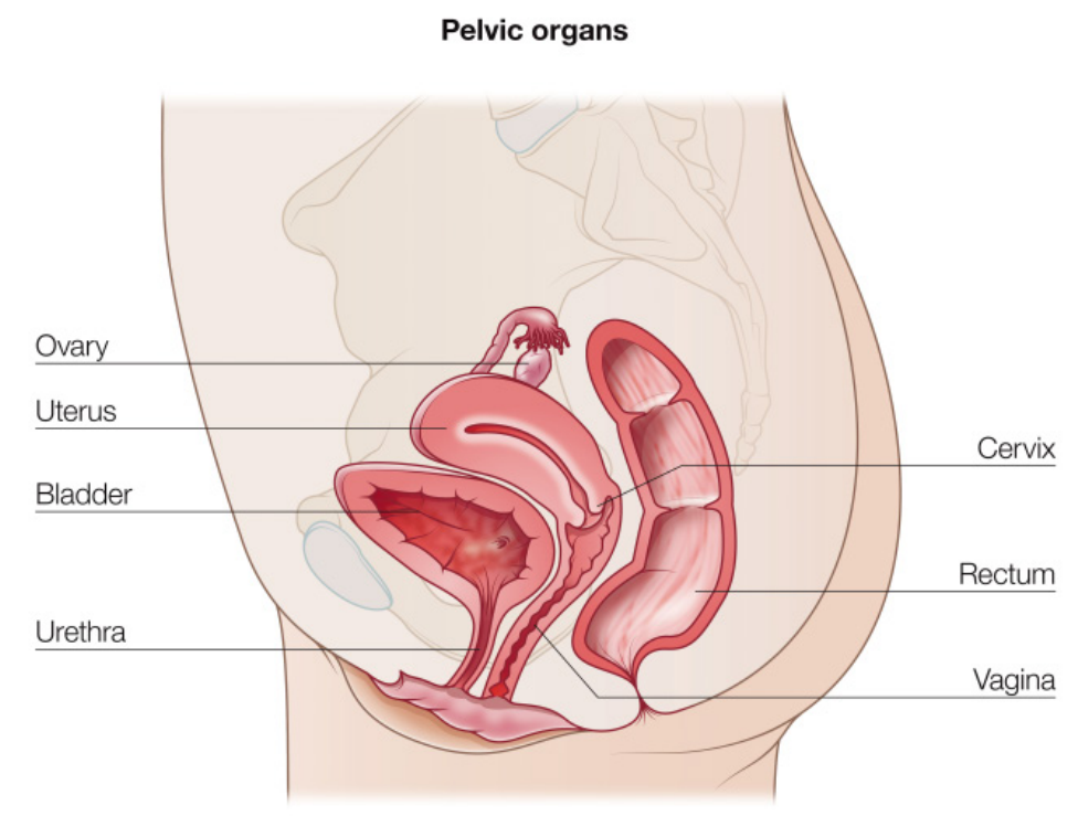 Pelvic organs explaining pelvic organ prolapse