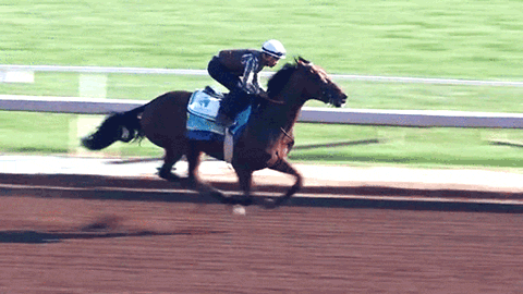 Racing Horse