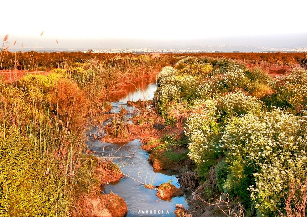 נחל זורם בין שיחים צבעוניים, ארבע עונות