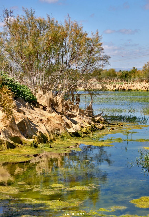 עצי אקליפטוס על גדות אגם שקט