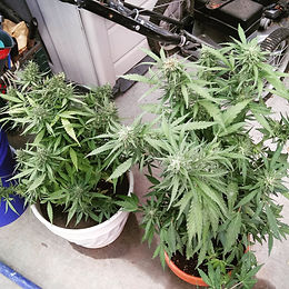 Watering outdoor marijuana plants- How much is enough?