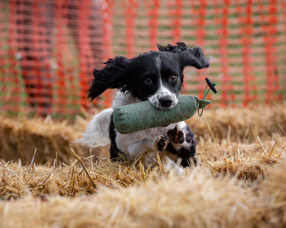 dog retrieving dummy