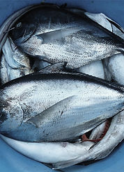 Pailfish