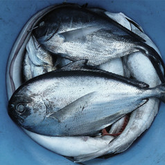 Fish Broth