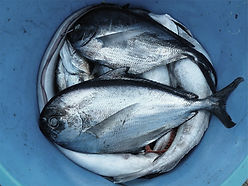 Fish Pail