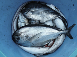 Electric Fish Shocks and Migraines
