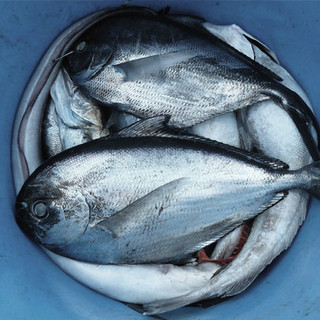 Pesce Pail