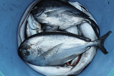peces Pail