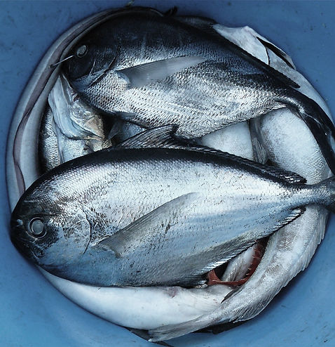 Fish Pail