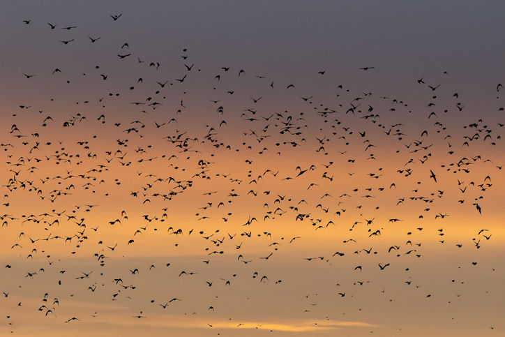 Göç eden kuş sürüsü göç yolculuğu ve yeni bir yere uyumu simgelerken