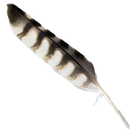 feather