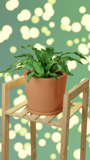 Potted Nest Fern