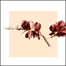 Tripitco 3 flor vermelha