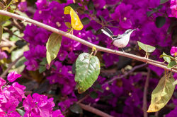 DSC_5241 copiar