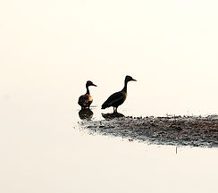 Marreca Cabocla (1)_edited.jpg