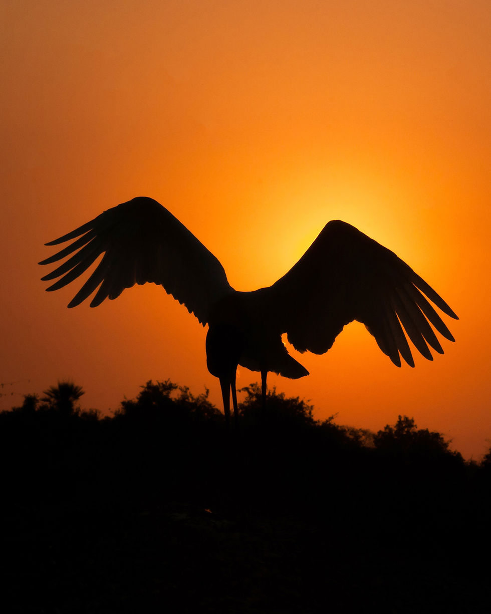 Miniatura: Silhueta de Tuiuiú