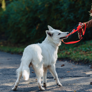 Hund som drar i båndet