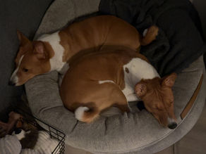 Wilma og Mica sover