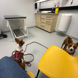 Stressfri trening - Trening som styrker båndet og reduserer stress