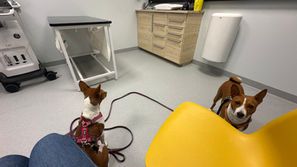 Stressfri trening - Trening som styrker båndet og reduserer stress