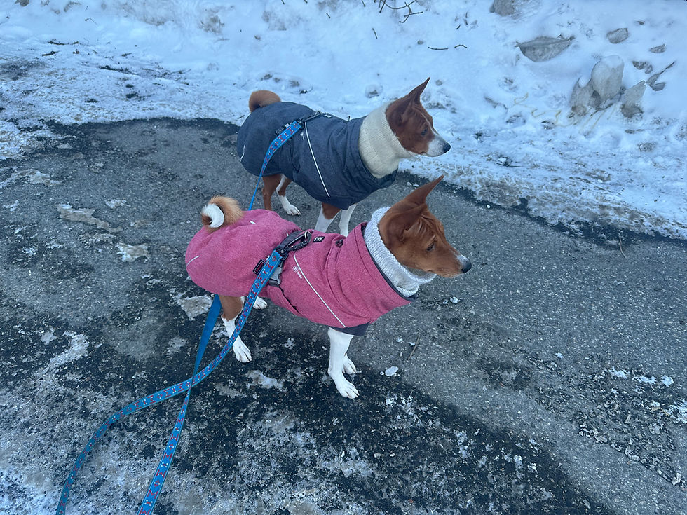 Mica og Wilma med vinterdekken og hals i ull