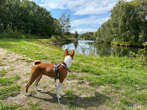 Gi hunden valg - En hund som får ta valg opplever mestring og bygger selvtillit