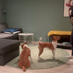 Hund som trener på å gå rundt sin egen akse