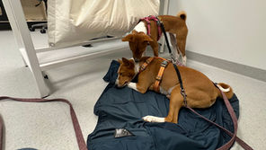 Slik øver vi på håndtering hos veterinær