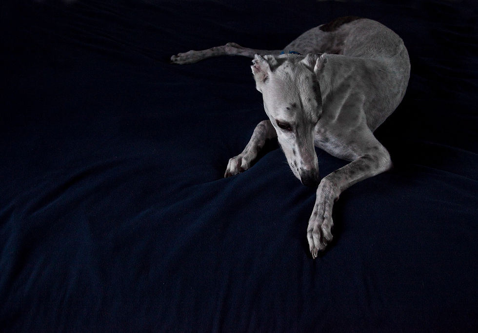 greyhound portrait