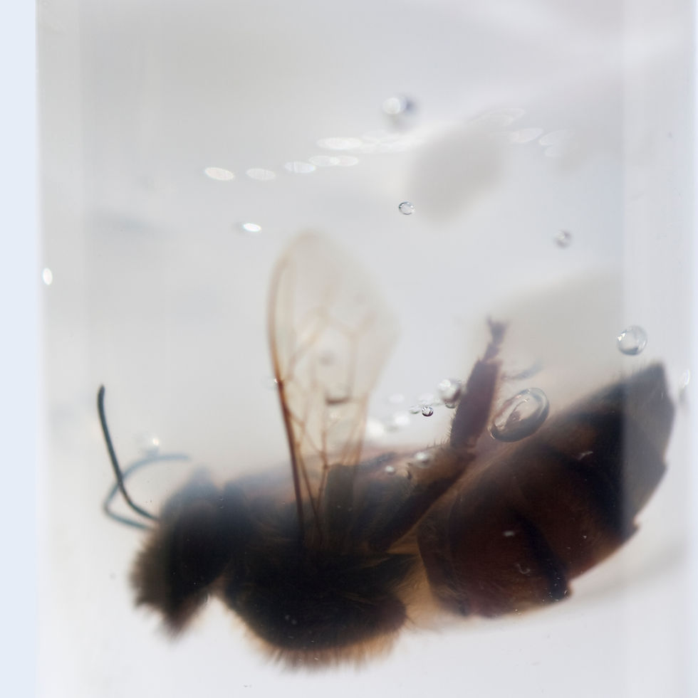 Colony Collapse V