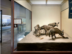 A Tale of Two Cities Part I: How Chicago's Field Museum Honored Milwaukee's Taxidermy Pioneer While MPM Looked the Other Way