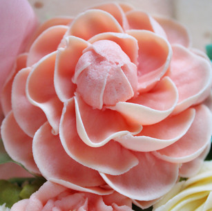 Camellia (closed)