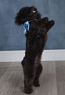 Bella-Website.jpg