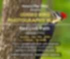 Guided Bird Photo Walk