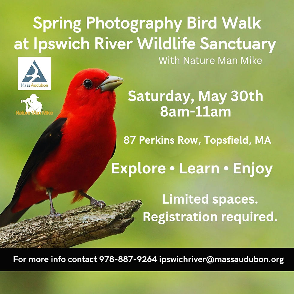 Spring Photography Bird Walk at Ipswich River Wildlife Sanctuary
