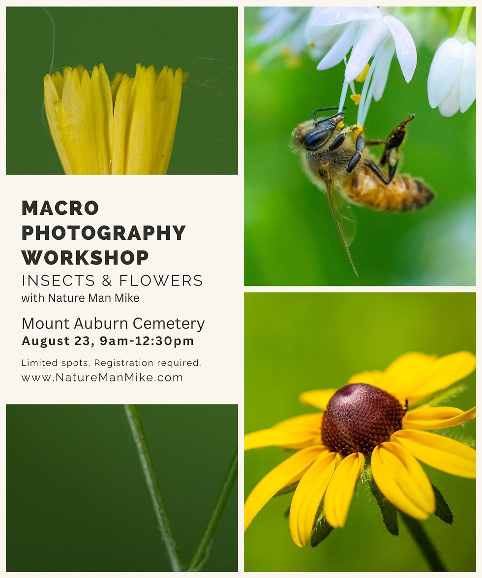 Macro Photography Workshop