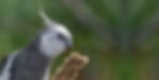 white faced cockatiel 1.jpg