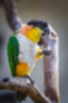 Caiques For Sale.jpg