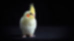 Lutino Cockatiel.jpg