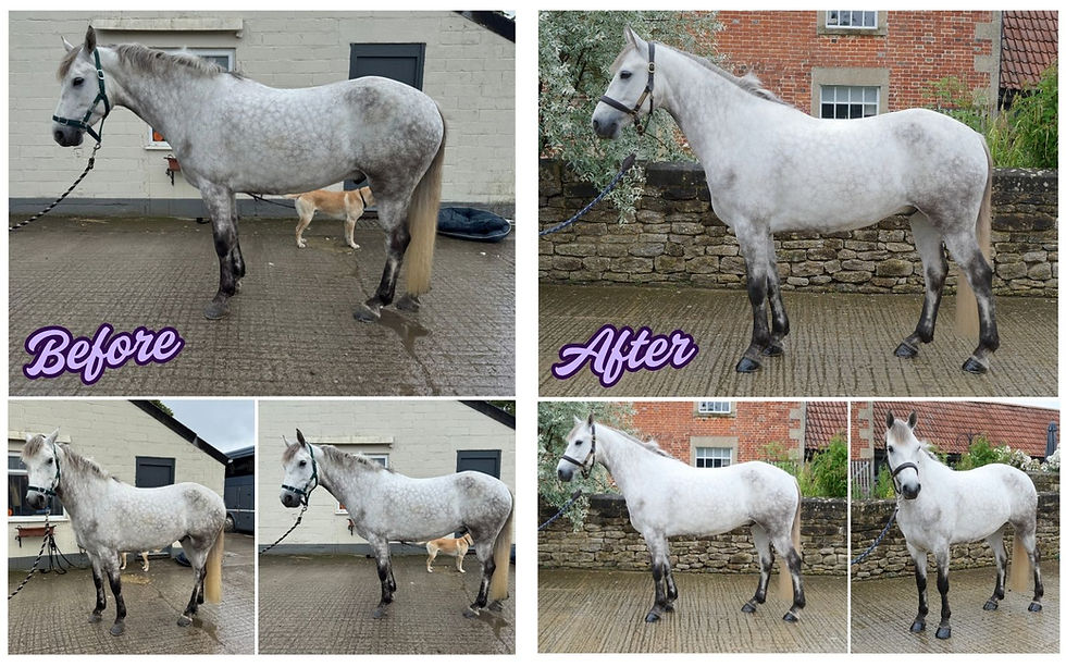 The HorseQuest 5-Minute Photo Guide
