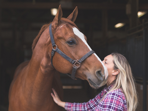 Buying horses: when dreams can quickly become nightmares