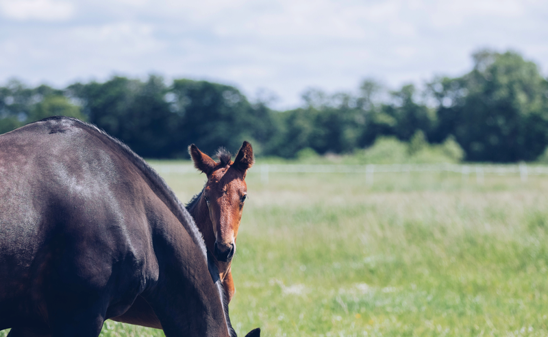 People often ask why Agria’s cover is different — and what ‘lifetime’ cover actually means.