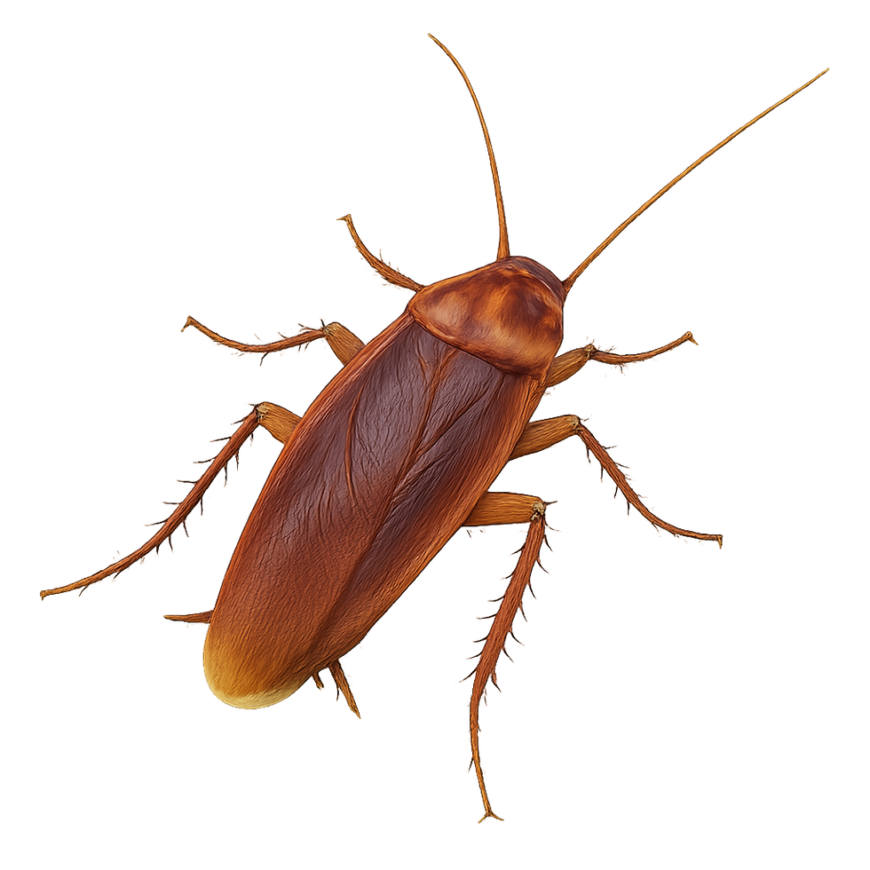 Close-up image of cockroach representing roach extermination services by PPPC2 Pest Control
