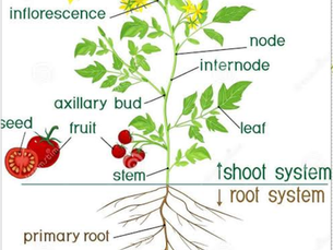  पादप आकारिकी, Plant Morphology/ plant morphology class 11plant morphology in hindi/ plant morphology ncert/ plant morphology pyq\ plant morphology pdf notes /plant morphology mcq for neet
